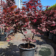 Acer pal. 'Bloodgood' 100-125 cm container meerstammig