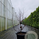Acer pal. 'Bloodgood' 100-125 cm container meerstammig