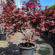 Acer pal. 'Bloodgood' 100-125 cm container meerstammig