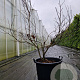 Acer pal. 'Bloodgood' 100-125 cm container multiplateau
