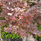 Acer pal. 'Bloodgood' 150-175 cm container meerstammig