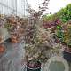 Acer pal. 'Bloodgood' 175-200 cm container meerstammig
