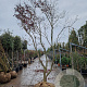 Acer pal. 'Bloodgood' 450-500 cm draadkluit solitair 4 X verplant