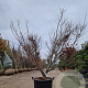 Acer pal. 'Bloodgood' 200-250 cm draadkluit meerstammig extra