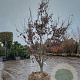 Acer pal. 'Bloodgood' 200-250 cm draadkluit meerstammig 4 X verplant extra