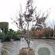 Acer pal. 'Bloodgood' 200-250 cm draadkluit meerstammig 4 X verplant extra