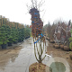 Acer pal. 'Bloodgood' 200-250 cm draadkluit meerstammig