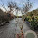 Acer pal. 'Bloodgood' 200-250 cm draadkluit meerstammig