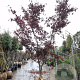 Acer pal. 'Bloodgood' 350-400 cm draadkluit meerstammig