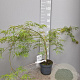 Acer pal. 'Dissectum' 40-50 cm 4,0L