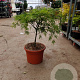 Acer pal. 'Dissectum' 60-80 cm 15L