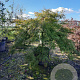 Acer pal. 'Dissectum' 70 cm stam container kroon 150-200