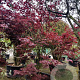Acer pal. 'Fireglow' 300-350 cm container solitair meerstammig