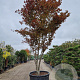 Acer pal. 'Fireglow' 450-500 cm container meerstammig