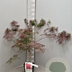 Acer pal. 'Garnet' 40-50 cm 4,0L