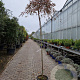 Acer pal. 'Garnet' 100 cm stam container kroon 80-100