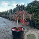 Acer pal. 'Inaba-shidare' 70 cm stam container kroon 125-150