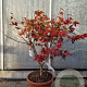 Acer pal. 'Osakazuki' 60-80 cm 15L