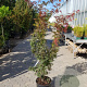 Acer pal. 'Pixie' 150-175 cm 20L