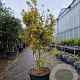 Acer pal. 'Sangokaku' 150-175 cm container meerstammig