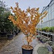 Acer pal. 'Sangokaku' 175-200 cm container meerstammig
