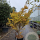 Acer pal. 'Sangokaku' 200-250 cm container meerstammig extra