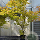 Acer pal. 'Sangokaku' 200-250 cm 45L meerstammig solitair