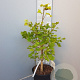 Acer shirasawanum 'Aureum' 40-50 cm 6L