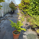 Acer shirasawanum 'Aureum' 100-125 cm 15L