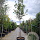 Acer tataricum ginnala 220 cm stam container 20-25