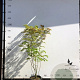 Albizia julibrissin 175-200 cm container meerstammig