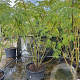 Albizia julibrissin 200-250 cm container meerstammig extra