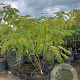Albizia julibrissin 200-250 cm container meerstammig extra