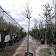 Albizia julibrissin 200 cm stam container 14-16 hoge lei