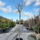 Albizia julibrissin 200 cm stam container 16-18 leiboom