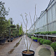 Albizia julibr. Ombrella 125-150 cm 35L