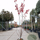 Amelanchier canadensis 200-250 cm 15L