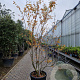 Amelanchier can. 'October Flame' 250-300 cm cont. 90L meerstammig