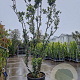 Arbutus unedo 350-400 cm cont. 150L meerstammig