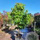 Asimina triloba 250-300 cm container meerstammig