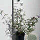 Buddleja d. 'Nanho Blue' 40-60 cm 2,0L