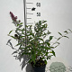 Buddleja d. 'Pink Delight' 40-60 cm 2,0L