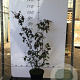Callicarpa bod. 'Profusion' 80-100 cm 7,5L