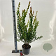 Callistemon vimin. Inferno 35-40 cm 5,0L
