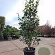 Camellia j. 'Snowball' 150-175 cm 35L
