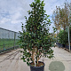 Camellia 'Oki-no-nami' 150-175 cm container meerstammig