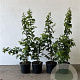Carpinus betulus 40-60 cm 2,0L