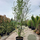 Carpinus betulus 300-350 cm container meerstammig