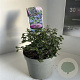 Ceanothus thyrsiflorus repens 10 cm 2,0L