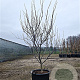 Cercis can. 'Forest Pansy' 200-250 cm container meerstammig